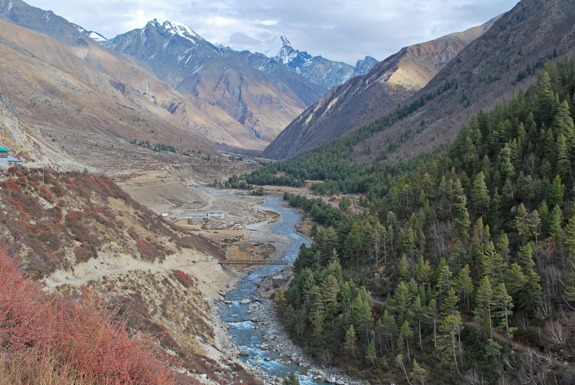 River valley lined with pine forest and snow peaks in Kinnaur